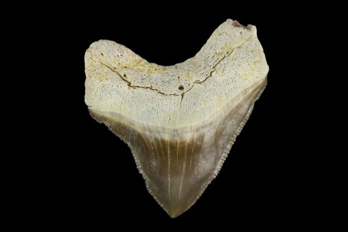 Fossil Shark (Squalicorax) Tooth - Kansas #115675